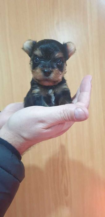 Yorkshire terrier Macho
