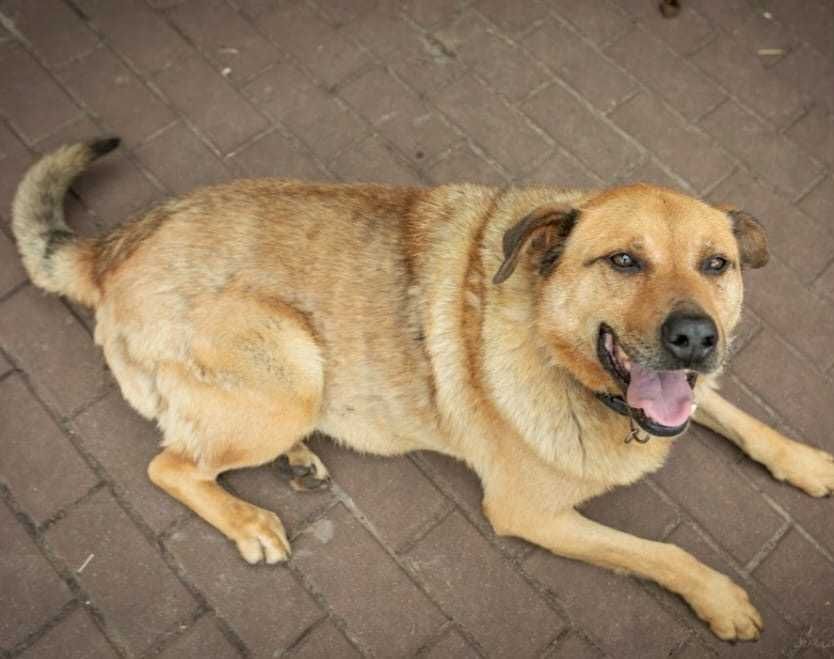 JOGI niezwykle łagodny i przyjacielski
