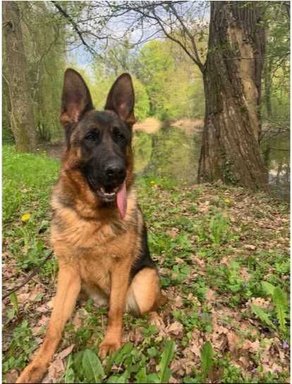 Szczeniak Owczarek Niemiecki Krótkowłosy Piesek FCI