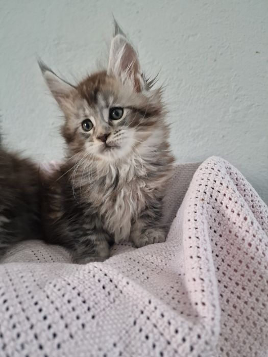Maine Coon kotka kocięta