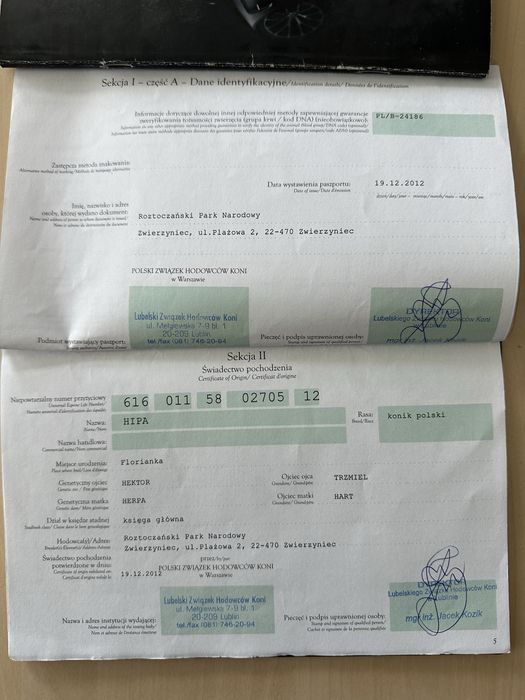 Koniki Polskie klacz i dwa wałachy