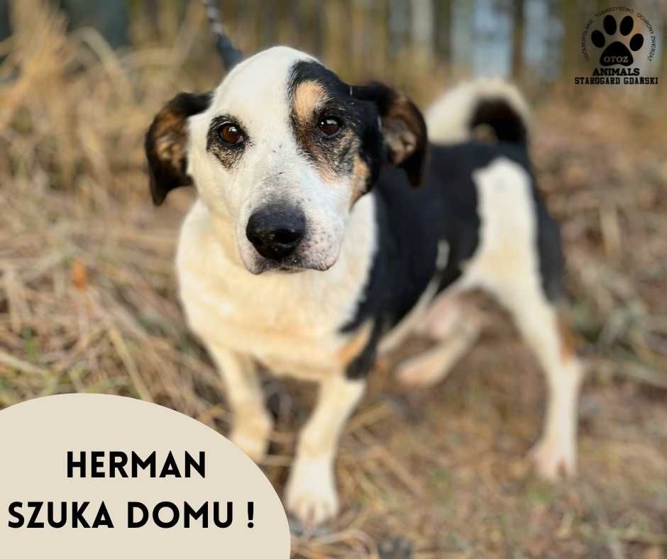 Spokojny psiak Herman szuka domu