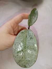 Hoya Gray Ghost, Sadzonka ukorzeniona