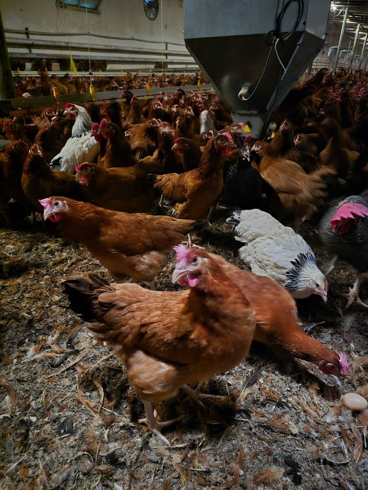 Kury nioski z wolnego wybiegu ! Rossa Messa Leghorn Senny i inne !