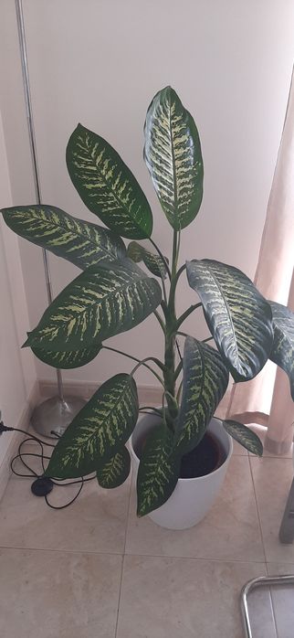 Vendo flor comigo-ninguém-pode