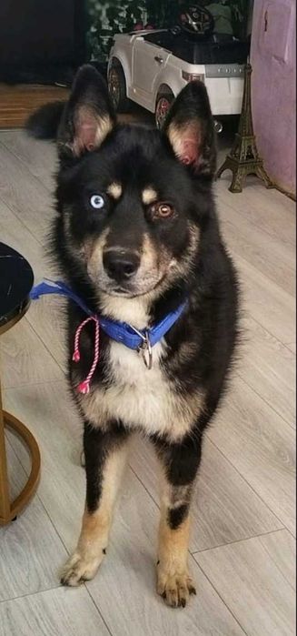 REX  oryginalny pies o białym oku. Uratowany w Bułgarii