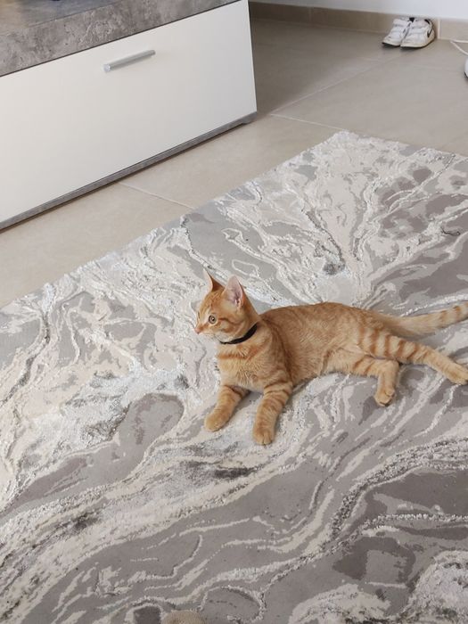 Da se gato com 6 meses.