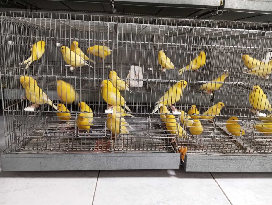 Canários Liliana amadora