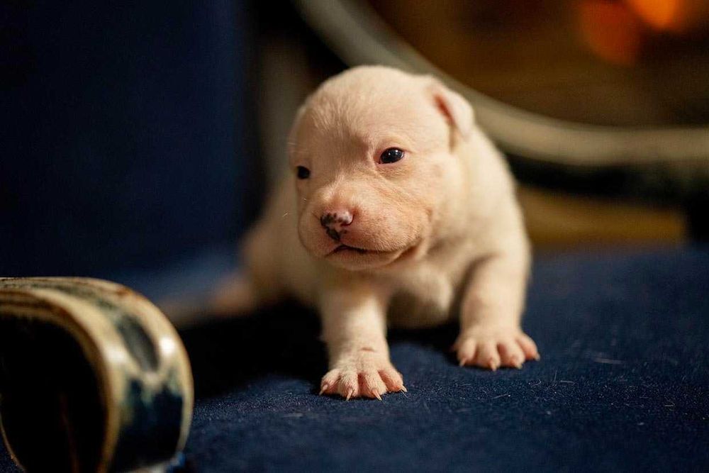 Staffordshire Bull Terrier staffik  PIESEK