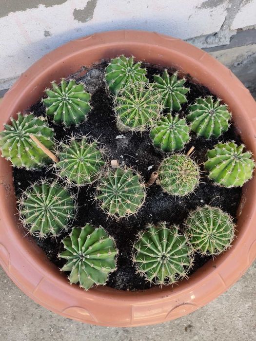 Комнатные растения