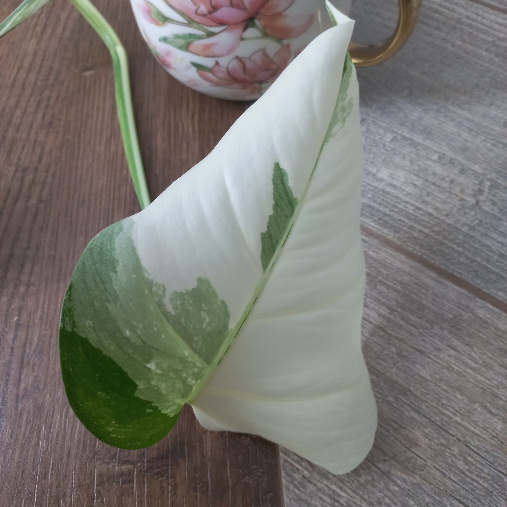 Monstera Variegata szczyt piękny half moon