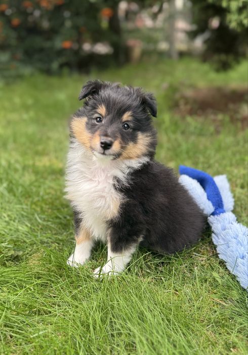 Owczarek szetlandzki ( sheltie )  FCI