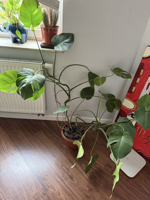 Monstera dziurawa