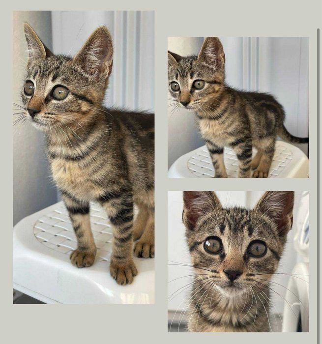 Gatinho de 3 meses