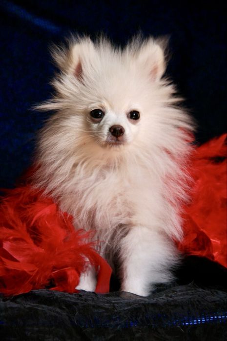 Белоснежный мальчишка шпицуля