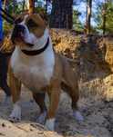 Echo- mocny, rudy samiec Amstaff z rodowodem ZKwP/FCI do rezerwacji