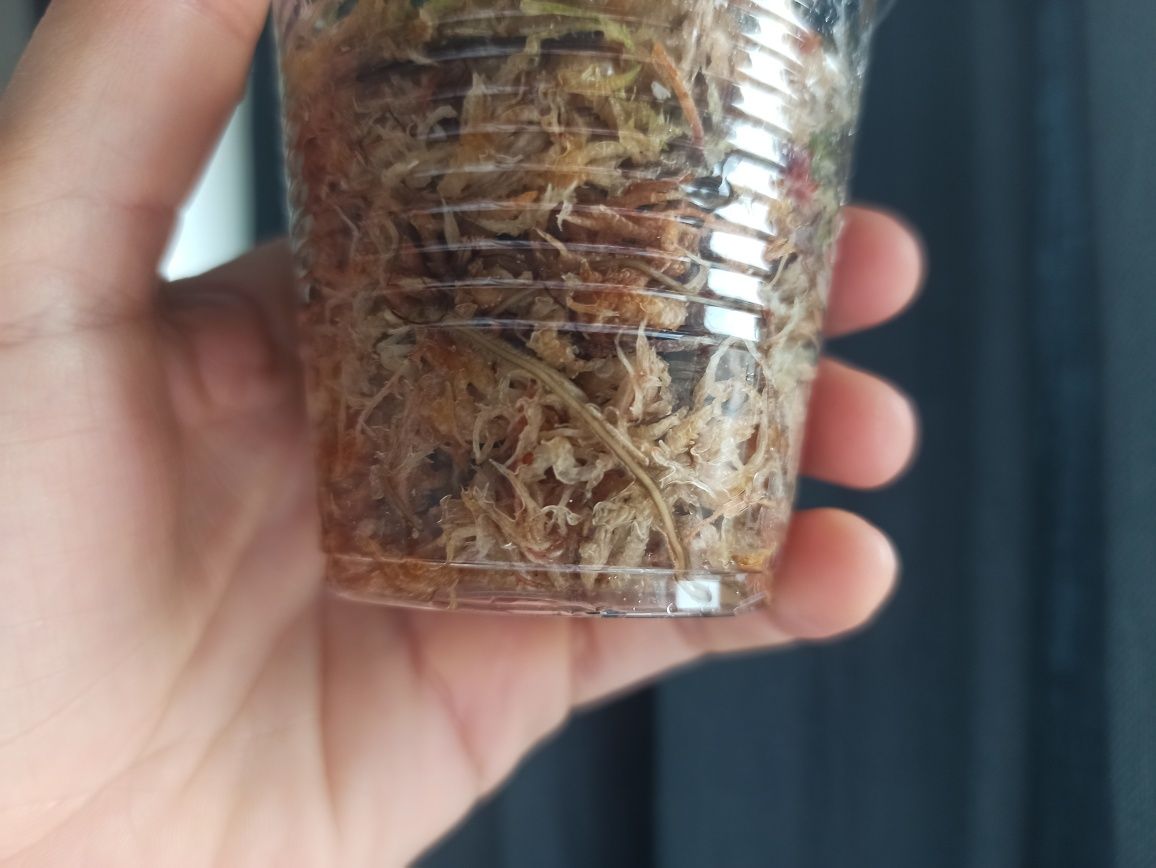Amydrium Medium (Monstera Spiderman)