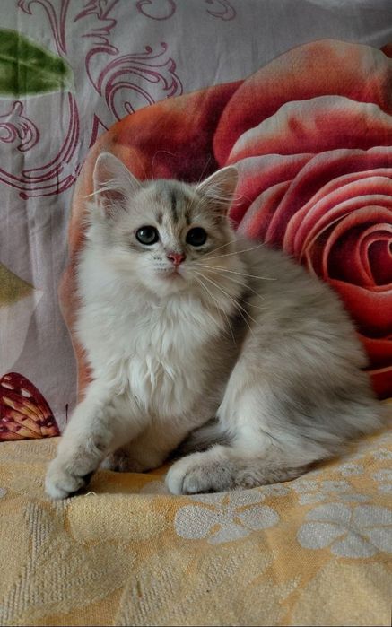 Прекрасний шотландський котик золота шиншила