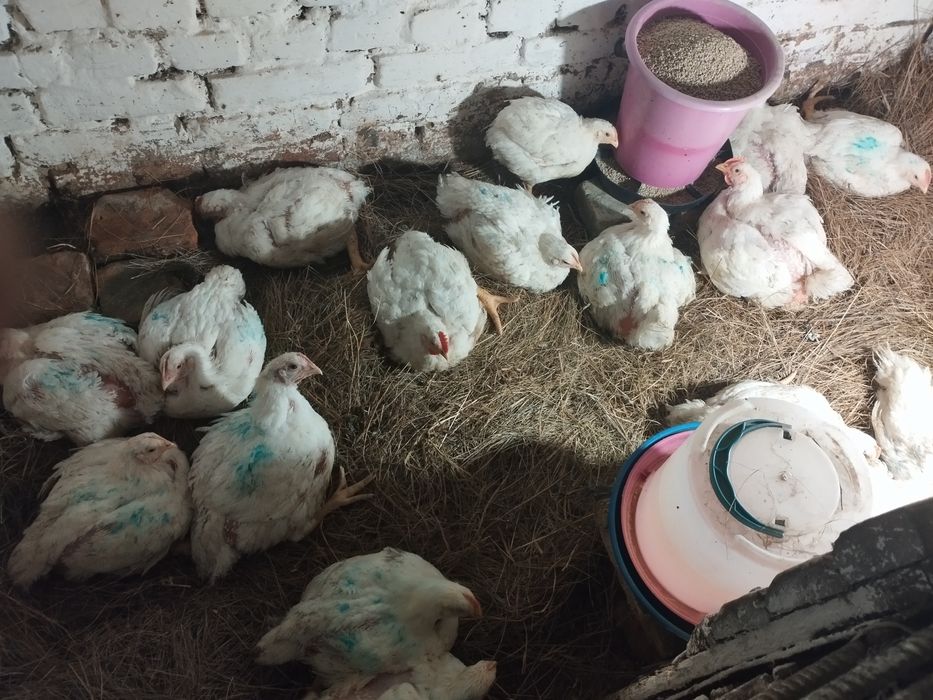 Продам мясо гуся, бройлера, индоутки