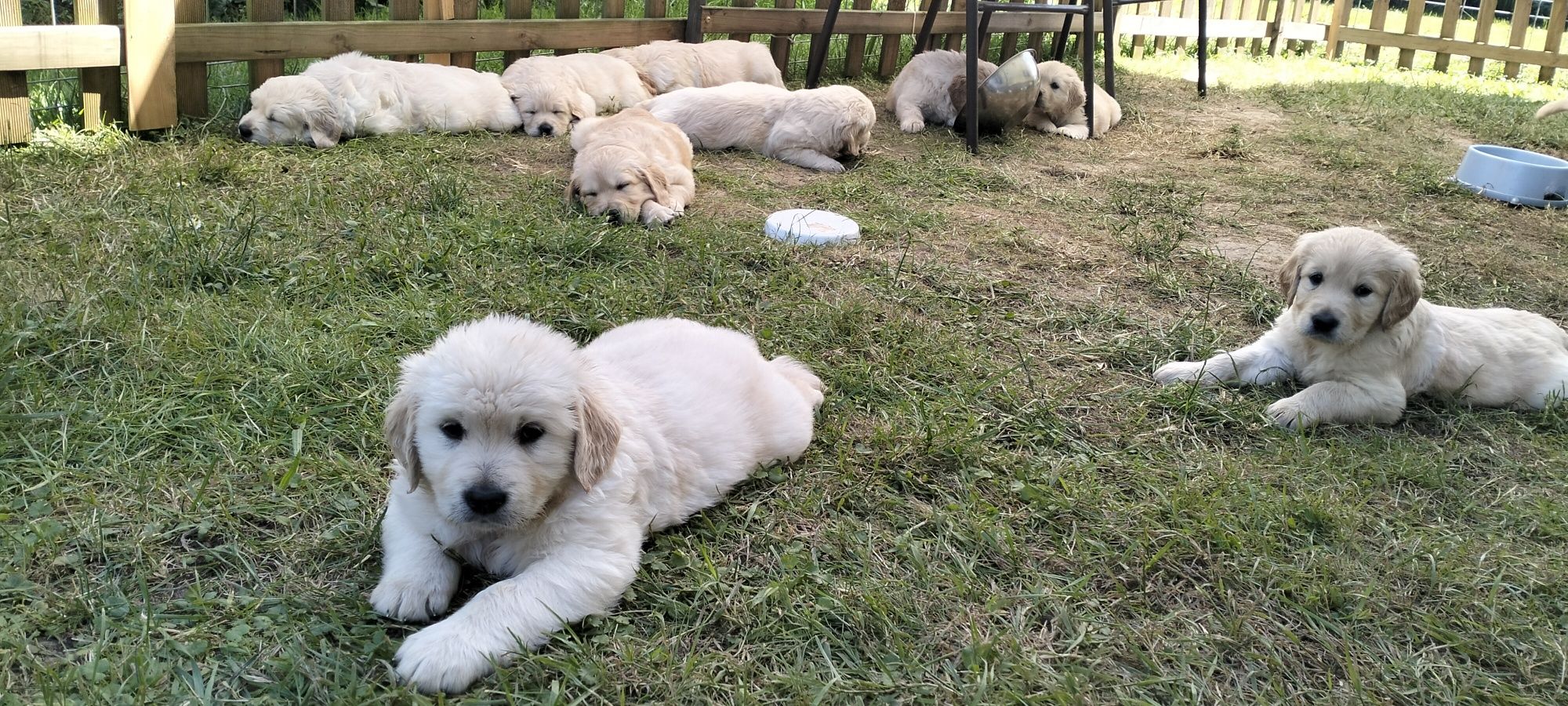 Szczeniak goldenretriver