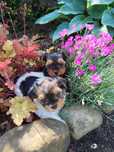 Yorkshire terrier
