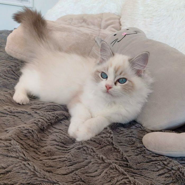 Kocurek Ragdoll Blue Bicolour Lynx * WCF * Rodowód 5 pokoleń