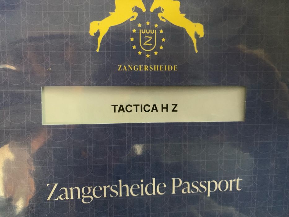 Klacz Zangersheide swietny rodowd skokowy!!!