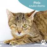 Jestem mała Pinia, zaadoptuj mnie! Poznaj młodą kociczkę Pinię