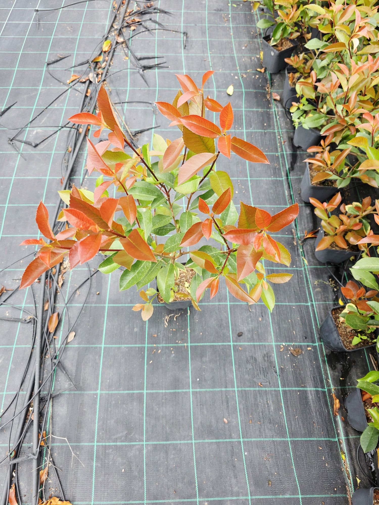 Photinias Red Robin