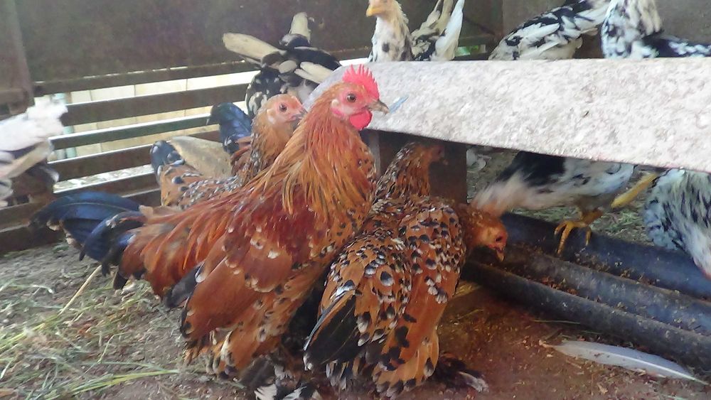 кури карликові. мільфльор