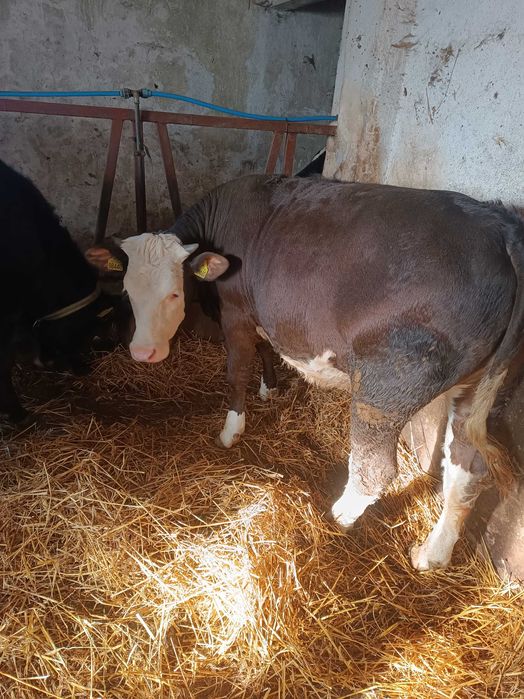 Jałówki mięsne angus simental