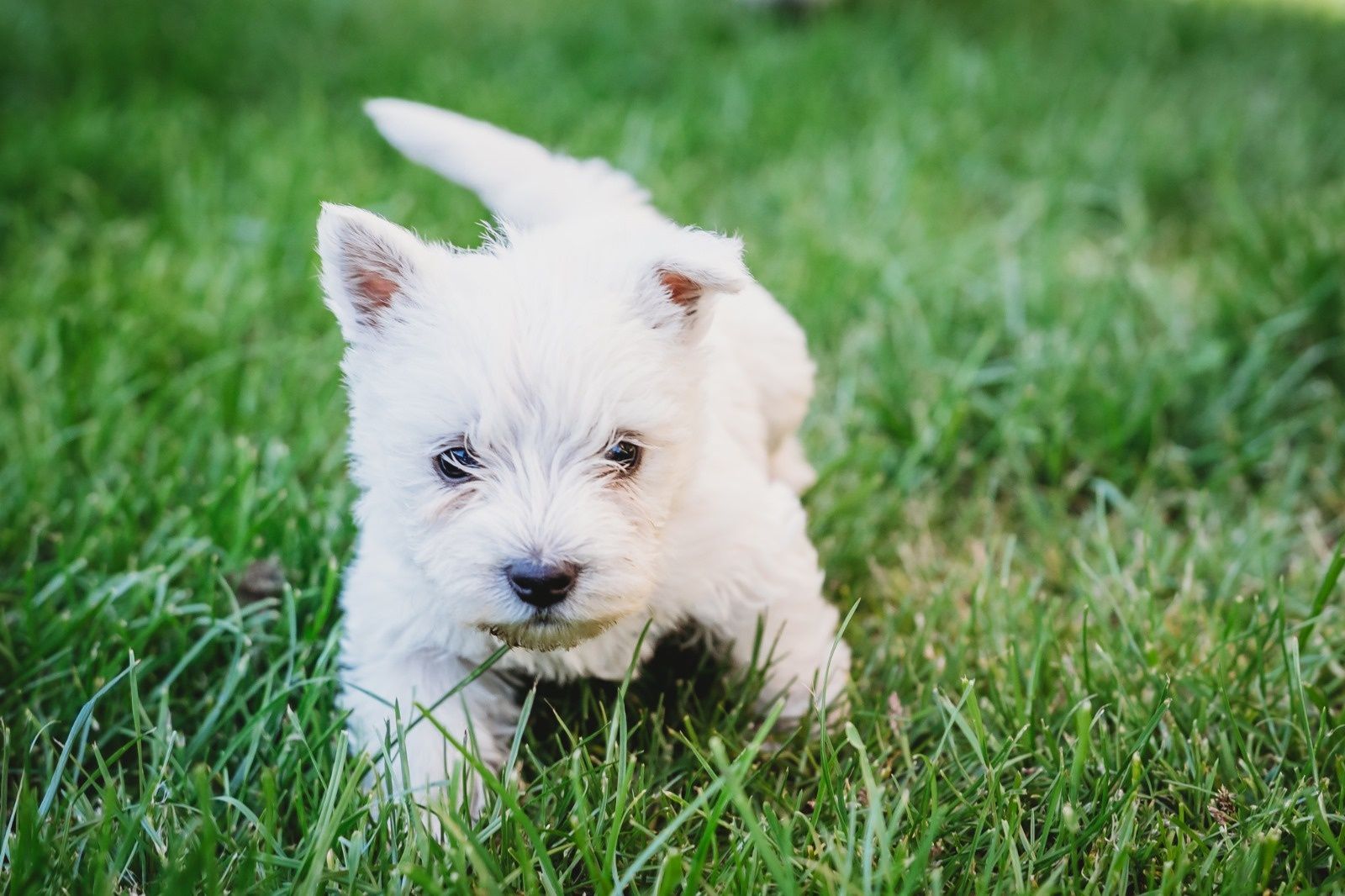 West highland white terrier