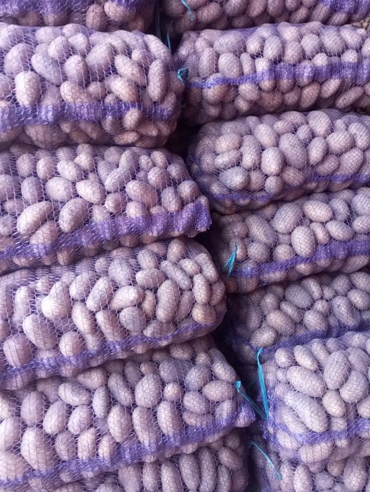 Продам домашня картоплю
