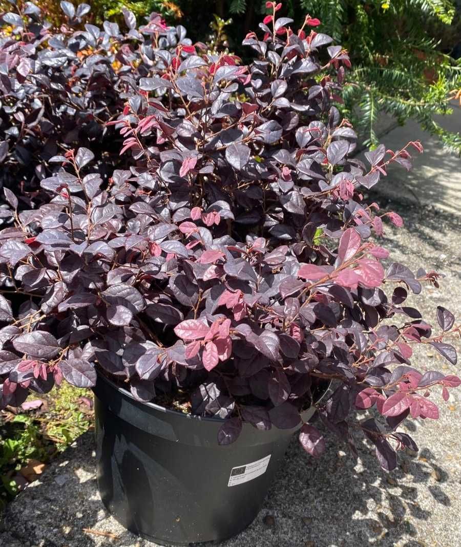 Loropetalum Chinensis