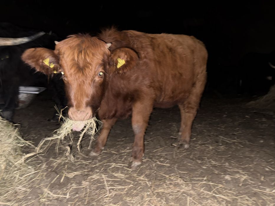 Jałówka Polska czerwona Mix z highland z 3 kwietnia tego roku