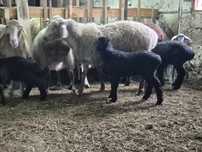 Продам курдючных  овец с ягнятами