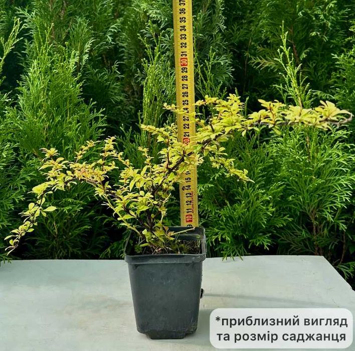 Саджанці барбарису Адмірейшн + Подарунок