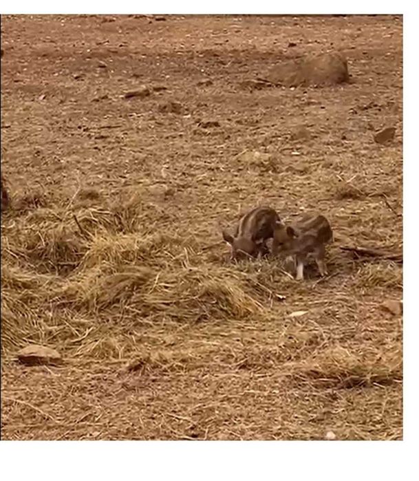 Leitões Mangalitsa Porco ovelha com uma semana