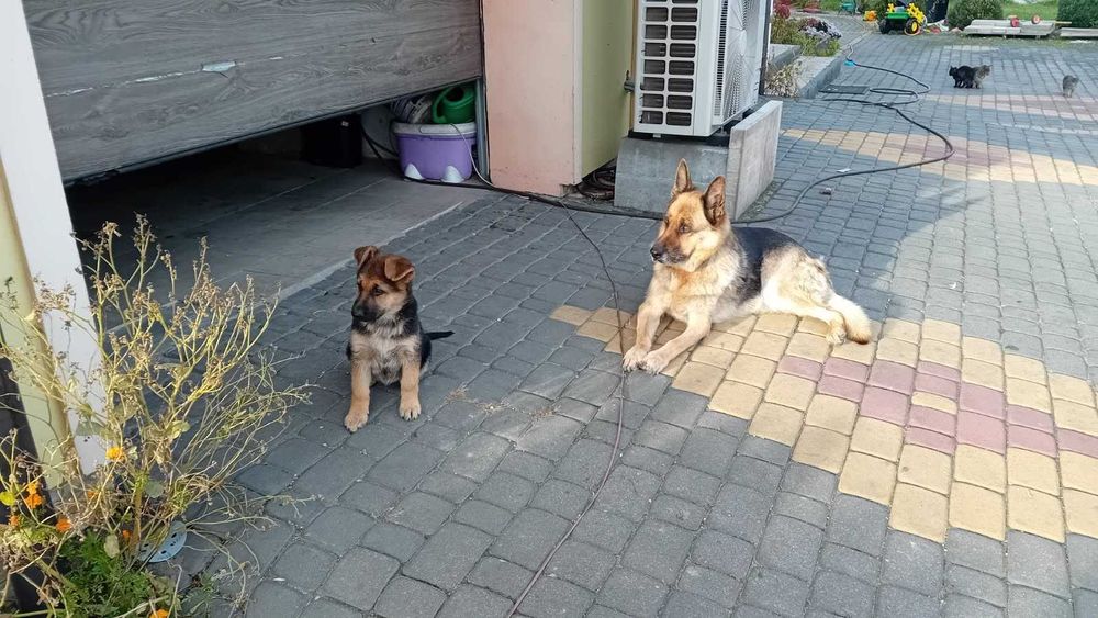 Oddam za darmo szczeniaka owczarka niemieckiego