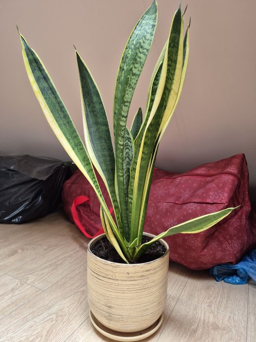 Kwiat Sansevieria trifasciata
