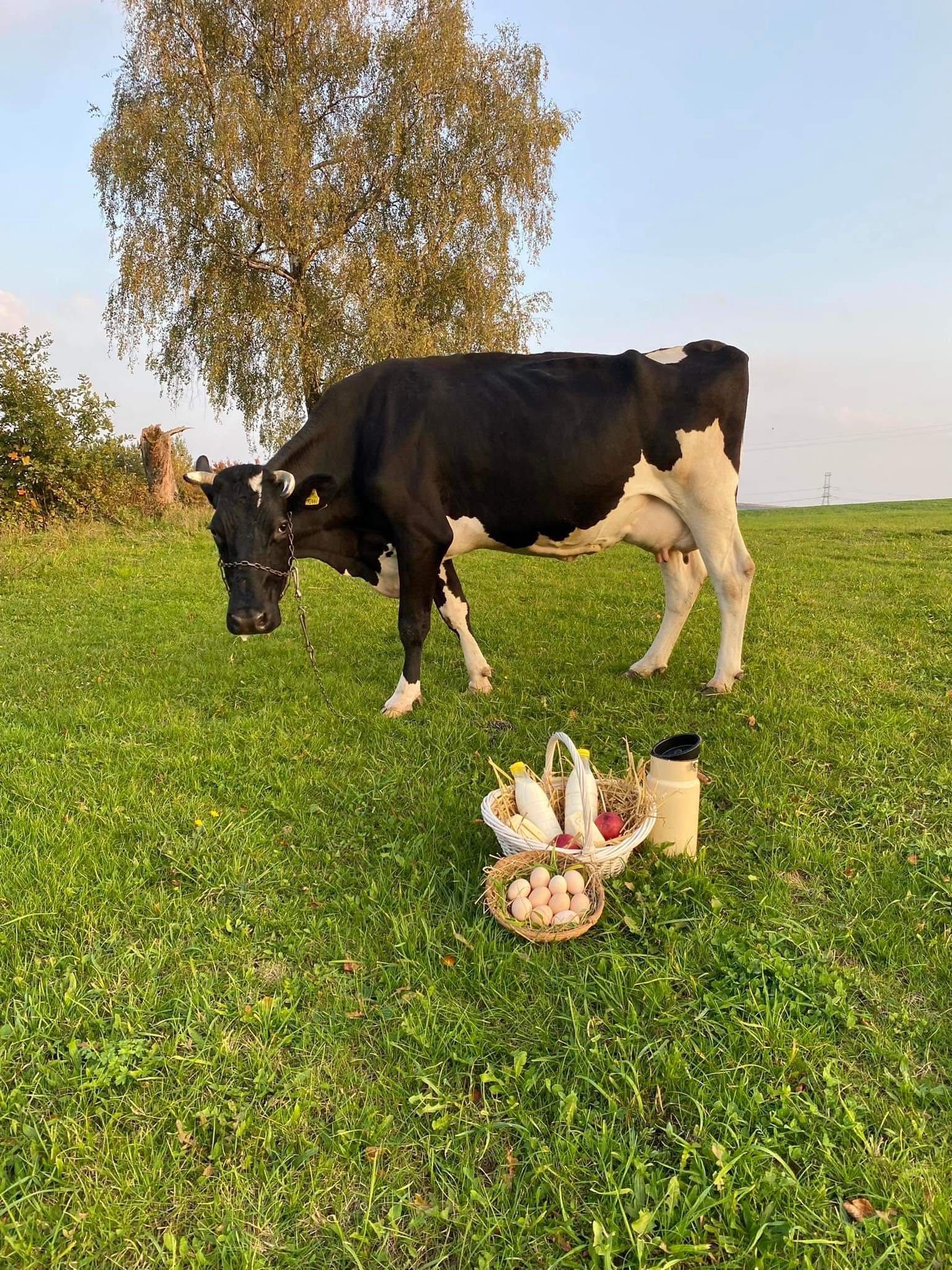 Swojskie mleko od krowy, twaróg, masło, ziemniaki
