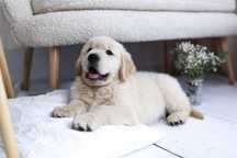 * Golden Retriever ZKwP/FCI * Już są*