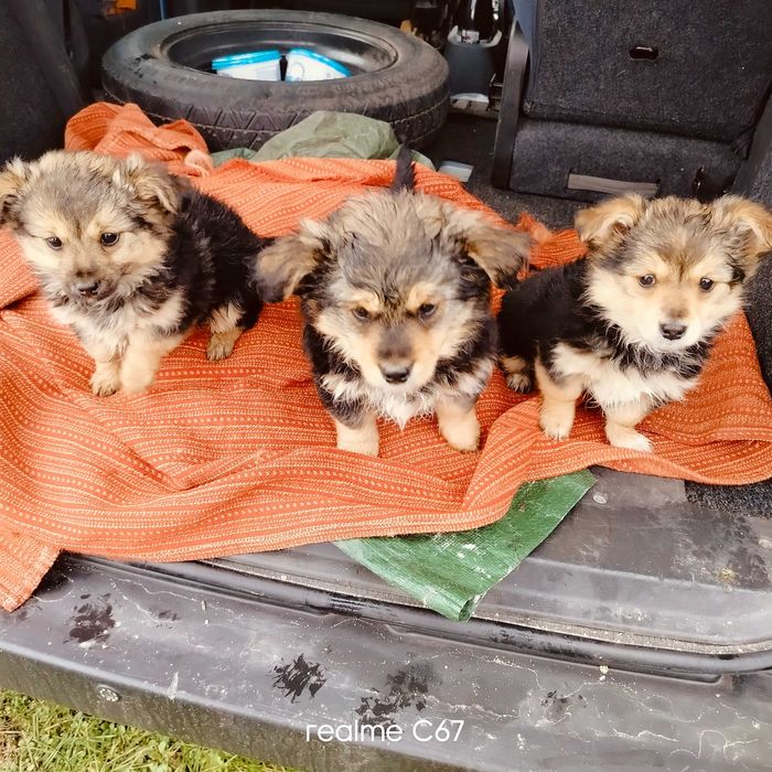 Oddam w dobre ręce szczeniaki