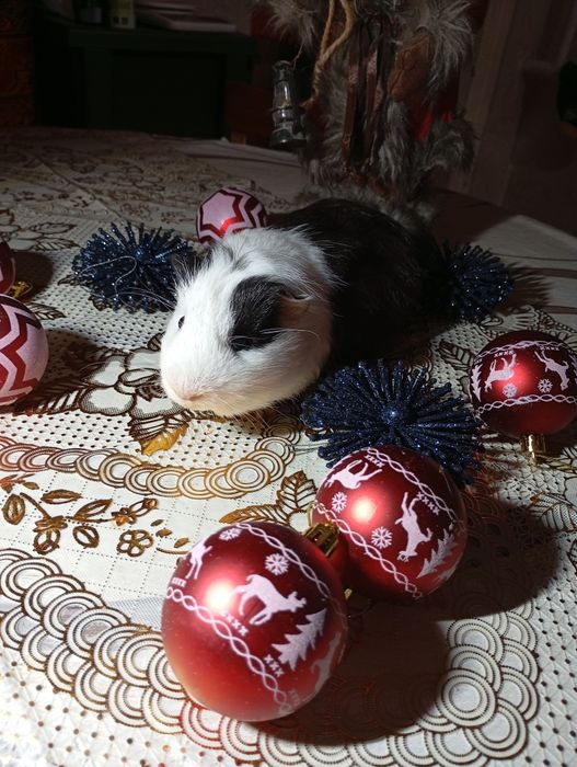 Морські свинки,мурчаки