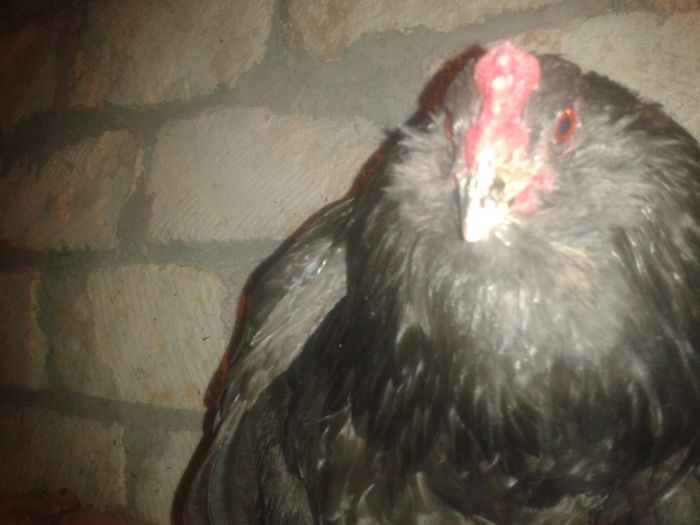 Продам инкубационное яйцо от кур породы Амераукана, Петухи.