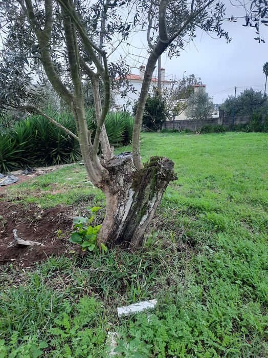 Vendo oliveiras galegas