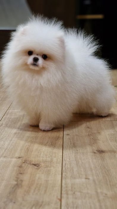 Продаётся высокопород6ый щенок vip качества