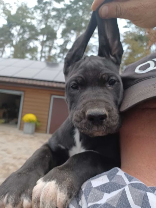 Dog niemiecki piesek czarny