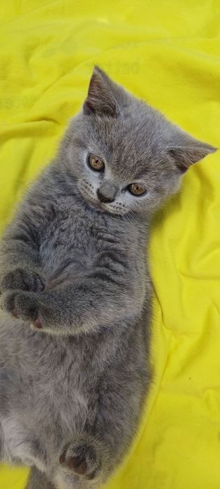 Британки ''дівчатка'' шукають люблячих господарів.