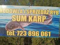 Sum  30zł oraz karp  cały rok